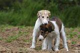 BARZOI 111